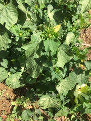 Hibiscus ovalifolius