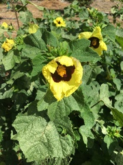 Hibiscus ovalifolius