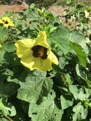 Hibiscus ovalifolius