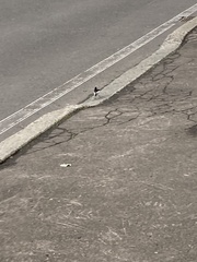 Motacilla alba lugens