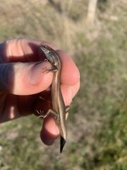 Pseudemoia pagenstecheri