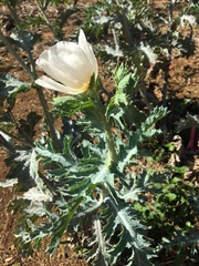 Argemone glauca