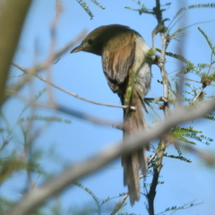 Synallaxis albescens