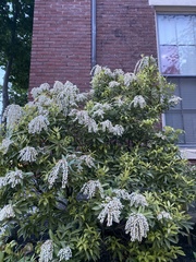 Pieris japonica