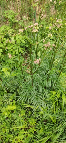 Image of Valeriana stolonifera by (c) Andrea Mologni, some rights reserved (CC BY-SA)