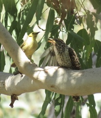 Ptilotula flavescens