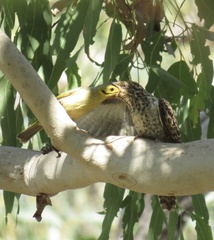 Ptilotula flavescens