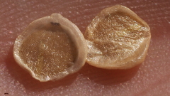 Calochortus concolor