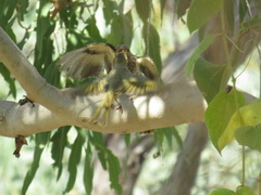 Ptilotula flavescens