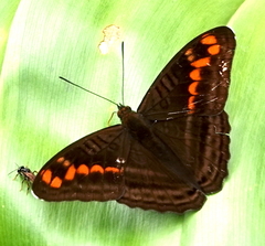 Adelpha levona