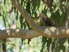 Ptilotula flavescens