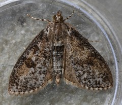 Palpita aenescentalis