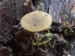 Simocybe phlebophora