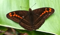 Adelpha levona