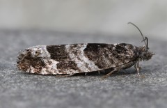 Pseudexentera maracana