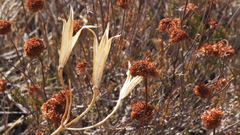 Calochortus concolor