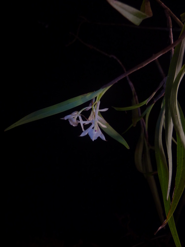 Epidendrum albopropinquum Hágsater & E.Santiago