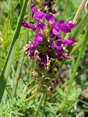 Dalea lasiathera