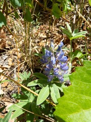 Lupinus argenteus palmeri