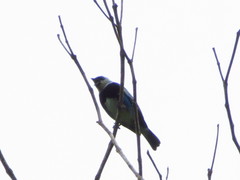 Stilpnia nigrocincta