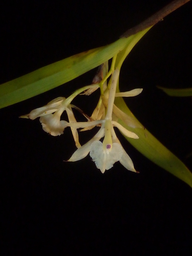 Epidendrum albopropinquum Hágsater & E.Santiago 2