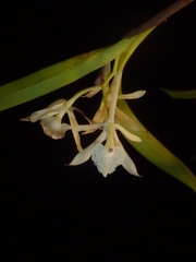Epidendrum albopropinquum