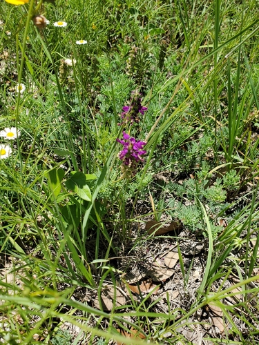Image of Dalea lasiathera by (c) Jo Roberts, some rights reserved (CC BY)