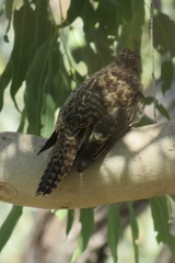 Cacomantis variolosus variolosus