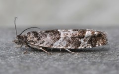 Pseudexentera maracana