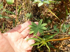 Lupinus argenteus palmeri