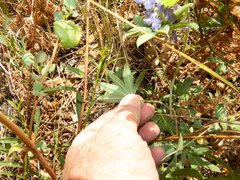 Lupinus argenteus palmeri