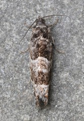 Pseudexentera maracana