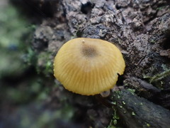 Entoloma readiae