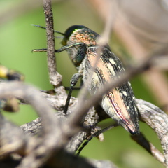 Lampetis plagiata