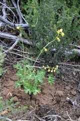 Delphinium nudicaule