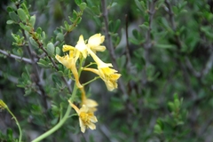 Delphinium nudicaule