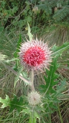 Cirsium ehrenbergii