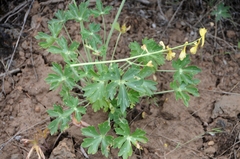 Delphinium nudicaule