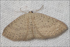 Poecilasthena anthodes