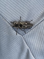 Chalcophora virginiensis