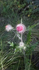 Cirsium ehrenbergii