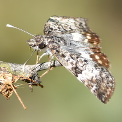 Chiomara asychis autander