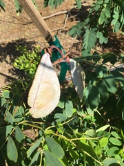 Mezoneuron kavaiense