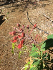 Mezoneuron kavaiense