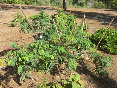 Mezoneuron kavaiense