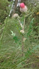 Cirsium ehrenbergii