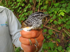 Hypocnemis peruviana