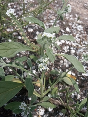 Heliotropium europaeum