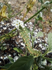 Heliotropium europaeum