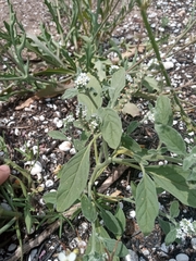 Heliotropium europaeum